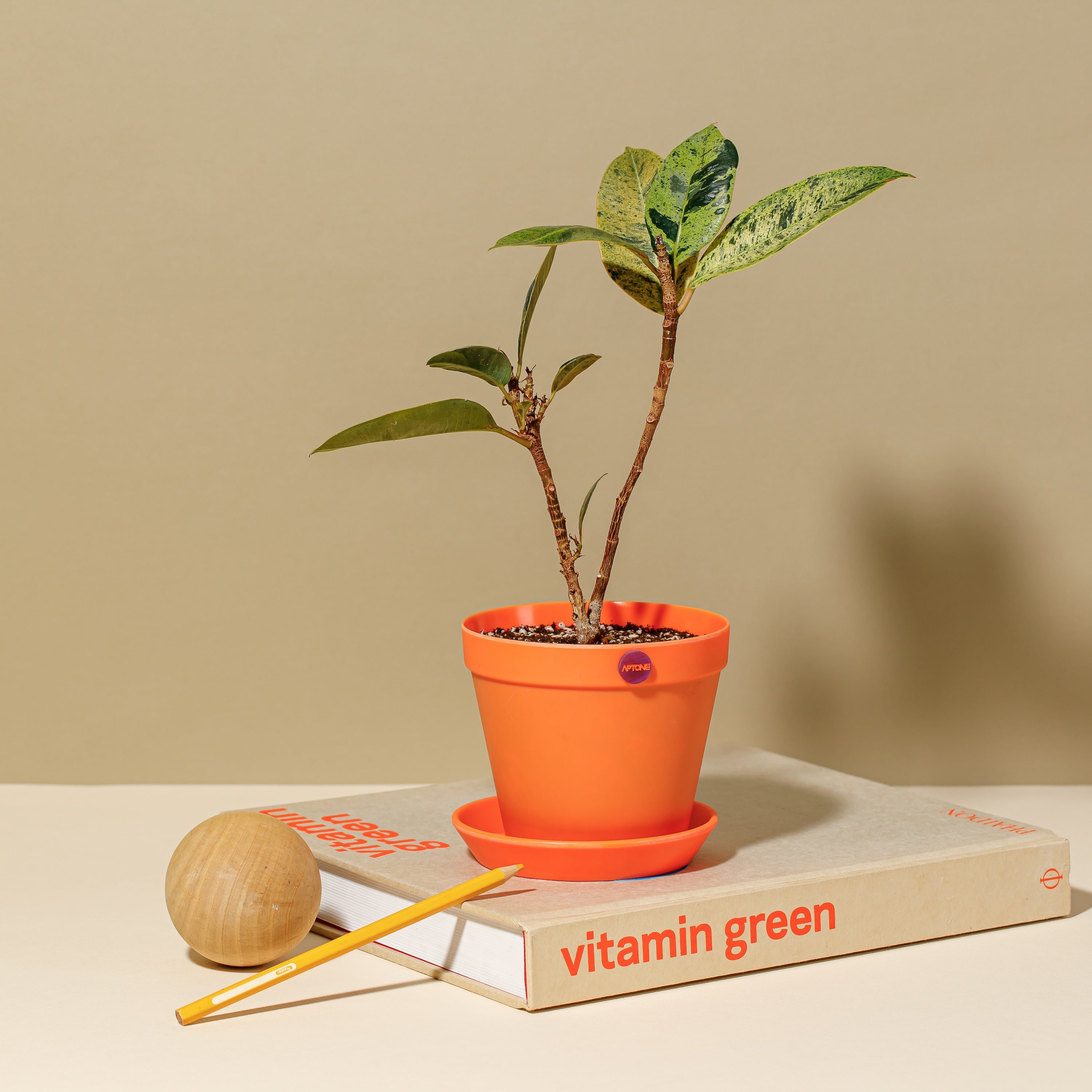 Button Pot